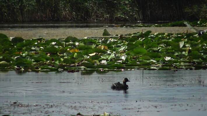 동물 유럽 호수 야생동물 바다 자연 조류 덴마크 사람없음 야외 빨간색 물 뷰티 반사 검은색 봄 잠수부 서식지 다뉴브강 동물상 4K MP4 해외동영상 클립영상 자연요소 계절 나라 컬러 북유럽 조형물 전문직 생태계 동영상 파일형식