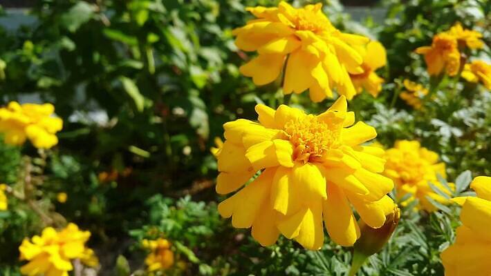 식물 계절 공원 꽃 물결 백그라운드 잎 농업 모션 자연 건강 사람없음 야외 초록색 컬러풀 햇빛 노란색 정원 봄 활발 성장 벚꽃 가을 나뭇가지 신선 개화 황금 닫기 숲 10월 내추럴 4K MOV 해외동영상 클립영상 나무 공공시설 산업 컬러 컨셉 태양 날짜 생태계 동영상 파일형식