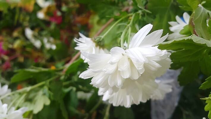 식물 계절 공원 꽃 물결 백그라운드 잎 농업 모션 자연 건강 사람없음 야외 초록색 컬러풀 햇빛 노란색 정원 봄 활발 성장 벚꽃 나뭇가지 신선 개화 황금 닫기 숲 10월 내추럴 4K MOV 해외동영상 클립영상 나무 공공시설 산업 컬러 컨셉 태양 날짜 생태계 동영상 파일형식