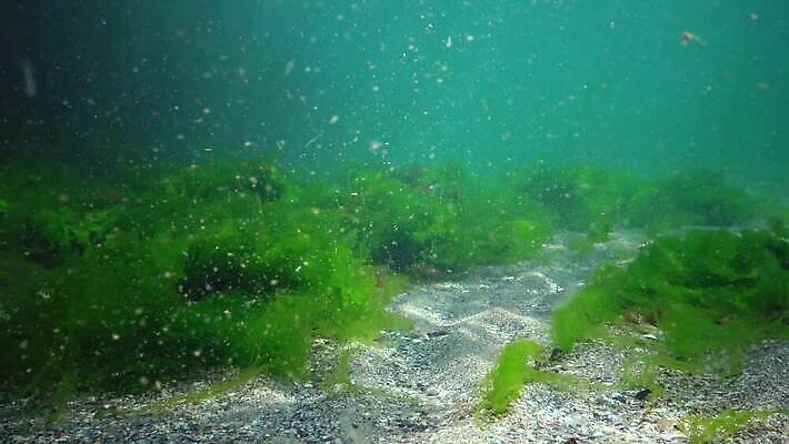 식물 야생동물 바다 백그라운드 자연 사람없음 초록색 물 세계 바닷속 수중 해조류 광합성 산화 생태학 소금물 4K 수중영상 MP4 해외동영상 클립영상 자연요소 동물 교육 컬러 해양식물 생태계 동영상 파일형식