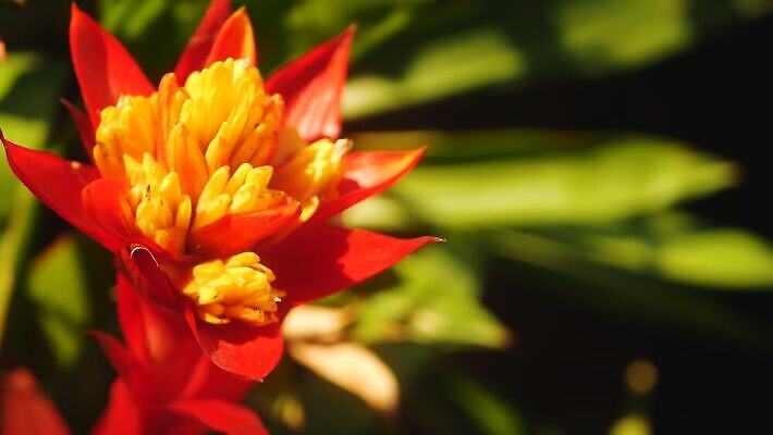 식물 디자인 계절 꽃잎 꽃 컬러 백그라운드 잎 꽃무늬 자연 사람없음 장식 초록색 여름 빛 컬러풀 환경 정원 스파 봄 수확 벚꽃 나뭇가지 개화 소프트포커스 숲 허브 원예 아로마 내추럴 생태학 온실 이국적 그리너리 4K MP4 해외동영상 클립영상 나무 교육 무늬 농업 촬영기법 취미 생태계 동영상 파일형식 트랜드컬러