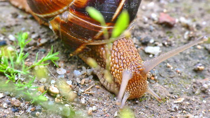동물 응시 야생동물 곤충 이동 가족 모션 생물 연체동물 무척추동물 안테나 나선형 사람없음 야외 빛 갈색 정원 회색 젖음 껍질 흰색 해충 미끄러짐 작음 큼 땅 달팽이 부드러움 덮기 느림 내추럴 기생충 기어가기 고립 로마인 식용 어려움 끈적임 4K MOV 해외동영상 클립영상 시선 컬러 컨셉 무늬 통신 관계 인종 감각 바이러스 벌레 크기 동영상 파일형식