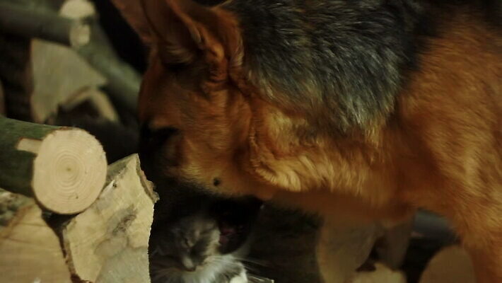 동물 감정 얼굴 줄기 2 장난 관계 포옹 놀이 수염 털 함께함 사랑 사람없음 친구 반려동물 갈색 귀여움 고양이 우정 그룹 개 강아지 작음 꼬리 대치 순혈 MOV 해외동영상 클립영상 식물 컬러 컨셉 포유류 안기 신체부위 크기 동영상 파일형식