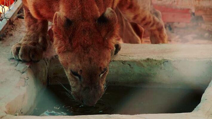 야생동물 포유류 자연 국립공원 사람없음 야외 울타리 위험 육식동물 사냥꾼 리갈 암사자 웅장함 포식 MP4 해외동영상 클립영상 멸종위기종 동물 직업 공원 컨셉 담장 사자 암컷 생태계 동영상 파일형식