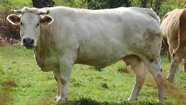 동물 밭 농업 포유류 자연 풍경 초원 사람없음 초록색 농장 농경지 갈색 환경 가축 침묵 목장 소고기 우유 시골 소 군중 방목 땅 먹기 유기농 송아지 밭일 찰과상 4K MP4 해외동영상 클립영상 웰빙 산업 새끼 컬러 모션 유제품 육류 사람 소리 축산업 상처 생태계 동영상 파일형식