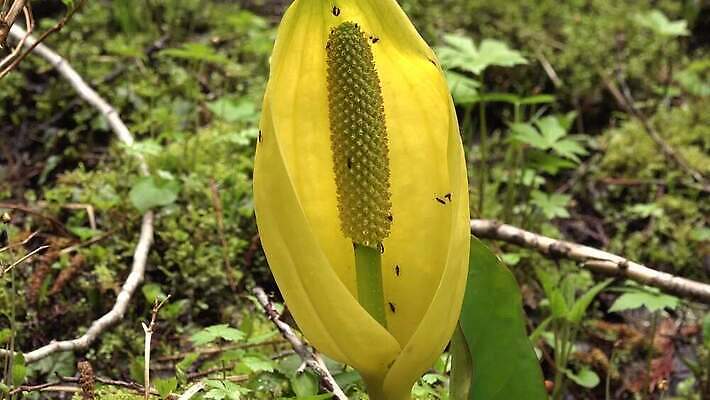 식물 꽃 컬러 자연 잉글랜드 사람없음 초록색 물 노란색 봄 젖음 습지 양배추 냄새 변소 서쪽 워싱턴 4K MP4 해외동영상 클립영상 자연요소 계절 채소 영국 미국 방향 생태계 동영상 파일형식
