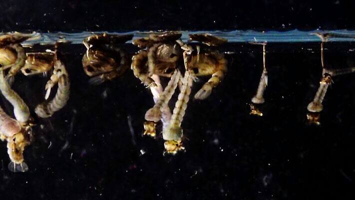 동물 야생동물 바다 곤충 자연 무척추동물 사람없음 물 환경 바닷속 수중 지중해 생태계 생물학 수족관 애벌레 토막 동물상 모기 생태학 우크라이나 4K 저서생물 MP4 해외동영상 클립영상 자연요소 교육 유럽 생물 조형물 해충 벌레 동영상 파일형식