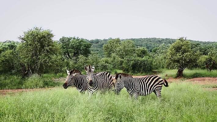 동물 야생동물 포유류 아프리카 자연 흑백 국립공원 3 풍경 사람없음 야외 초록색 관광지 황무지 보호 방목 먹기 사파리 얼룩말 서식지 남아프리카 보츠와나 보호구역 사바나 크루거 MOV 해외동영상 클립영상 공원 나라 컬러 여행 컨셉 모션 촬영기법 말 축산업 생태계 동영상 남아프리카공화국 구역 파일형식