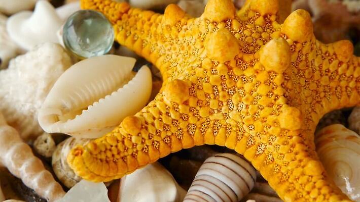 동물 모래 바다 백그라운드 자연 조개 불가사리 연체동물 사람없음 여름 수중 수집 해산물 달팽이 가리비 앵무조개 이국적 MOV 해외동영상 클립영상 계절 어패류 극피동물 무척추동물 생태계 동영상 파일형식