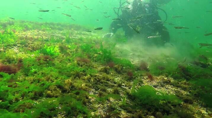 식물 동물 야생동물 바다 자연 무척추동물 사람없음 초록색 환경 바닷속 수중 해조류 생태계 생물학 광합성 산화 생태학 소금물 수중영상 MP4 해외동영상 클립영상 교육 컬러 해양식물 동영상 파일형식