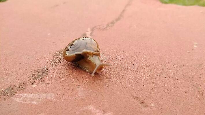 동물 디자인 야생동물 백그라운드 자연 생물 연체동물 무척추동물 주택 나선형 건강 미술 사람없음 초록색 컬러풀 농장 갈색 정원 젖음 껍질 흰색 미끄러짐 숲 작음 땅 심볼 속도 유기농 덮기 촉수 느림 내추럴 기어가기 고립 민달팽이 벡터 끈적임 MP4 해외동영상 클립영상 웰빙 컬러 무늬 농업 모션 문화예술 건물 크기 생태계 동영상 파일형식 달팽이_동물