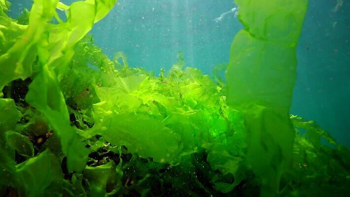 식물 야생동물 바다 백그라운드 자연 사람없음 초록색 물 세계 바닷속 수중 해조류 광합성 산화 생태학 소금물 4K 수중영상 MP4 해외동영상 클립영상 자연요소 동물 교육 컬러 해양식물 생태계 동영상 파일형식