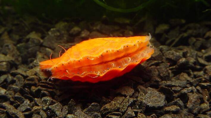 동물 자연 조개 연체동물 사람없음 껍질 가리비 식용 4K 저서생물 MP4 해외동영상 클립영상 어패류 생물 무척추동물 생태계 동영상 파일형식