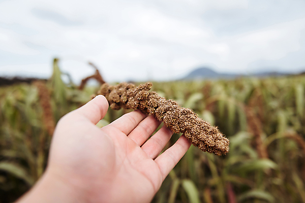 포토 JPG 주간 손 밭 들기 야외 아웃포커스 신체부위 농작물 가을풍경 가을 농촌 시골 조 차조 국내포토 여주시 자연요소 계절 농업 모션 곡류 촬영기법 사람 풍경 경기도 파일형식 가을_계절