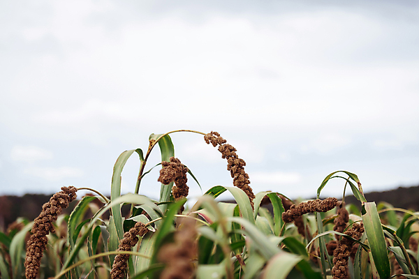 포토 JPG 주간 밭 하늘 사람없음 야외 농작물 가을풍경 가을 농촌 시골 소프트포커스 조 차조 국내포토 여주시 자연요소 계절 농업 곡류 촬영기법 풍경 경기도 파일형식 가을_계절