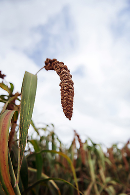 포토 JPG 주간 밭 하늘 사람없음 야외 아웃포커스 농작물 가을풍경 가을 농촌 시골 조 차조 국내포토 여주시 자연요소 계절 농업 곡류 촬영기법 풍경 경기도 파일형식 가을_계절