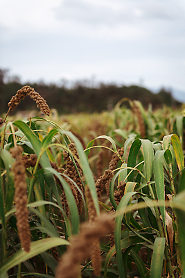 포토 JPG 주간 밭 사람없음 야외 아웃포커스 농작물 가을풍경 가을 농촌 시골 소프트포커스 조 차조 국내포토 여주시 자연요소 계절 농업 곡류 촬영기법 풍경 경기도 파일형식 가을_계절