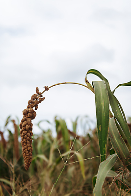 포토 JPG 주간 밭 하늘 사람없음 야외 아웃포커스 농작물 가을풍경 가을 농촌 시골 조 차조 국내포토 여주시 자연요소 계절 농업 곡류 촬영기법 풍경 경기도 파일형식 가을_계절
