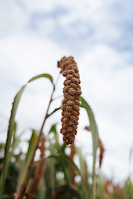 포토 JPG 주간 밭 하늘 사람없음 야외 아웃포커스 농작물 가을풍경 가을 농촌 시골 조 차조 국내포토 여주시 자연요소 계절 농업 곡류 촬영기법 풍경 경기도 파일형식 가을_계절