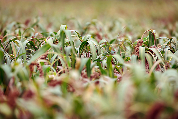포토 JPG 주간 밭 사람없음 야외 아웃포커스 농작물 가을풍경 가을 농촌 시골 소프트포커스 가득함 조 차조 국내포토 여주시 자연요소 계절 농업 곡류 촬영기법 풍경 경기도 파일형식 가을_계절
