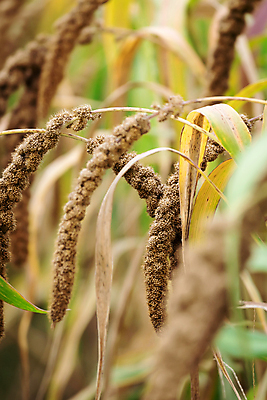 포토 JPG 주간 밭 사람없음 야외 아웃포커스 농작물 가을풍경 가을 소프트포커스 조 차조 국내포토 여주시 자연요소 계절 농업 곡류 촬영기법 풍경 경기도 파일형식 가을_계절