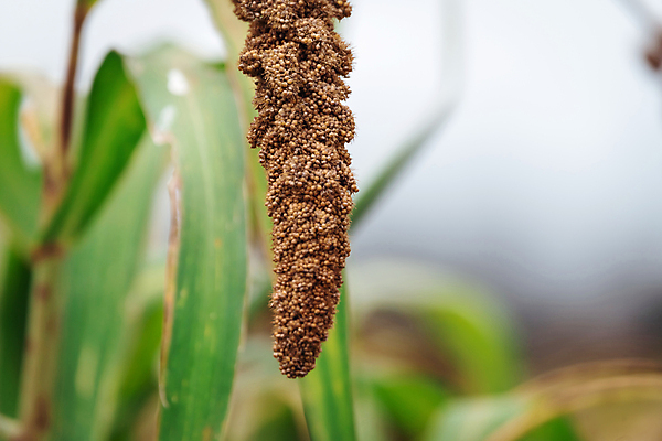 포토 JPG 주간 밭 근접촬영 사람없음 야외 아웃포커스 농작물 가을풍경 가을 조 차조 국내포토 여주시 자연요소 계절 뷰포인트 농업 곡류 촬영기법 풍경 경기도 파일형식 가을_계절