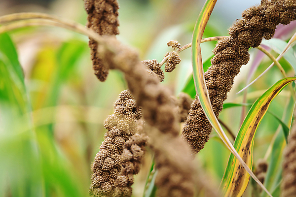 포토 JPG 주간 밭 근접촬영 사람없음 야외 아웃포커스 농작물 가을풍경 가을 소프트포커스 조 차조 국내포토 여주시 자연요소 계절 뷰포인트 농업 곡류 촬영기법 풍경 경기도 파일형식 가을_계절