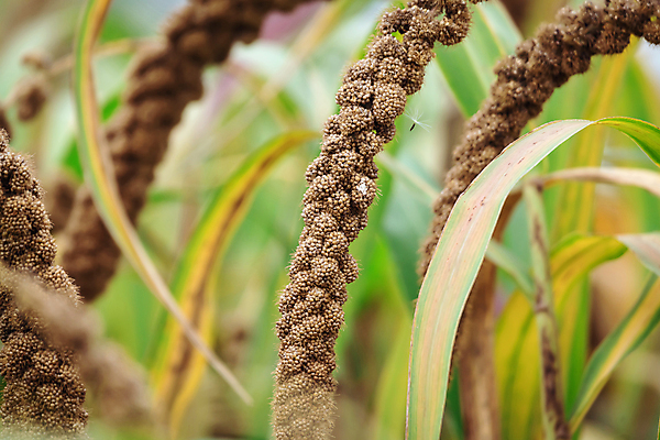 포토 JPG 주간 밭 근접촬영 사람없음 야외 아웃포커스 농작물 가을풍경 가을 소프트포커스 조 차조 국내포토 여주시 자연요소 계절 뷰포인트 농업 곡류 촬영기법 풍경 경기도 파일형식 가을_계절