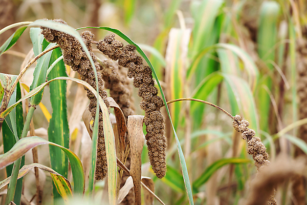 포토 JPG 주간 밭 사람없음 야외 아웃포커스 농작물 가을풍경 가을 소프트포커스 조 차조 국내포토 여주시 자연요소 계절 농업 곡류 촬영기법 풍경 경기도 파일형식 가을_계절