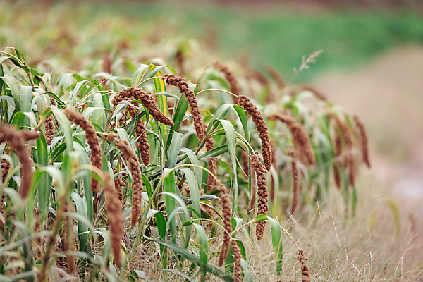 포토 JPG 주간 밭 사람없음 야외 아웃포커스 농작물 가을풍경 가을 농촌 시골 조 차조 국내포토 여주시 자연요소 계절 농업 곡류 촬영기법 풍경 경기도 파일형식 가을_계절