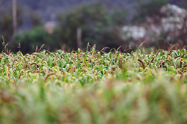 포토 JPG 주간 밭 사람없음 야외 아웃포커스 농작물 가을풍경 가을 농촌 시골 소프트포커스 조 차조 국내포토 여주시 자연요소 계절 농업 곡류 촬영기법 풍경 경기도 파일형식 가을_계절
