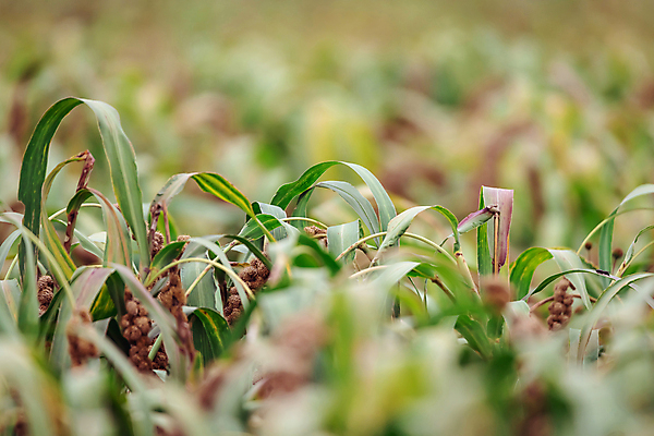 포토 JPG 주간 밭 사람없음 야외 아웃포커스 농작물 가을풍경 가을 소프트포커스 가득함 조 차조 국내포토 여주시 자연요소 계절 농업 곡류 촬영기법 풍경 경기도 파일형식 가을_계절