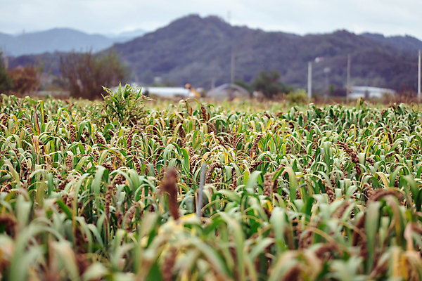 포토 JPG 주간 밭 산 사람없음 야외 농작물 가을풍경 가을 농촌 시골 소프트포커스 가득함 조 차조 국내포토 여주시 자연요소 계절 농업 곡류 촬영기법 풍경 경기도 파일형식 가을_계절