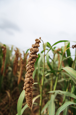 포토 JPG 주간 밭 하늘 사람없음 야외 농작물 가을풍경 가을 풀 조 차조 국내포토 여주시 자연요소 식물 계절 농업 곡류 풍경 경기도 파일형식 가을_계절