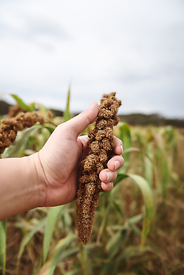 포토 JPG 주간 손 밭 하늘 들기 야외 아웃포커스 신체부위 농작물 가을풍경 가을 농촌 시골 잡기 조 차조 국내포토 여주시 자연요소 계절 농업 모션 곡류 촬영기법 사람 풍경 경기도 파일형식 가을_계절