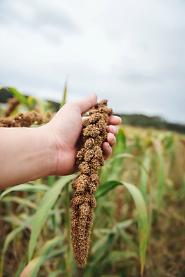 포토 JPG 주간 손 밭 하늘 들기 야외 아웃포커스 신체부위 농작물 가을풍경 가을 농촌 시골 잡기 조 차조 국내포토 여주시 자연요소 계절 농업 모션 곡류 촬영기법 사람 풍경 경기도 파일형식 가을_계절