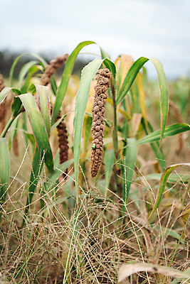 포토 JPG 주간 밭 사람없음 야외 아웃포커스 농작물 가을풍경 가을 농촌 시골 조 차조 국내포토 여주시 자연요소 계절 농업 곡류 촬영기법 풍경 경기도 파일형식 가을_계절