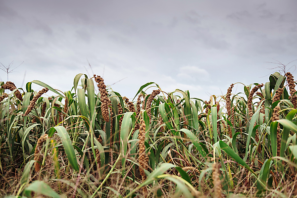 포토 JPG 주간 밭 하늘 사람없음 야외 농작물 가을풍경 가을 농촌 시골 흐림 조 차조 국내포토 여주시 자연요소 계절 농업 날씨 곡류 풍경 경기도 파일형식 가을_계절