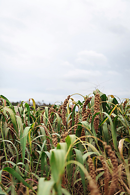 포토 JPG 주간 밭 하늘 사람없음 야외 농작물 가을풍경 가을 농촌 시골 소프트포커스 조 차조 국내포토 여주시 자연요소 계절 농업 곡류 촬영기법 풍경 경기도 파일형식 가을_계절