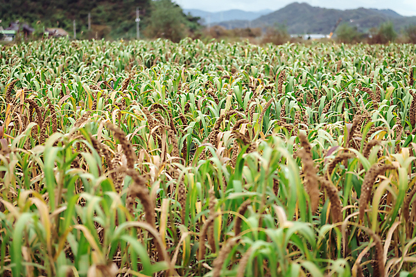 포토 JPG 주간 밭 사람없음 야외 농작물 가을풍경 가을 농촌 시골 가득함 조 차조 국내포토 여주시 자연요소 계절 농업 곡류 풍경 경기도 파일형식 가을_계절