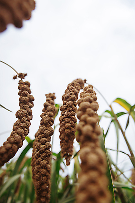 포토 JPG 주간 밭 하늘 근접촬영 사람없음 야외 농작물 가을풍경 가을 소프트포커스 조 차조 국내포토 여주시 자연요소 계절 뷰포인트 농업 곡류 촬영기법 풍경 경기도 파일형식 가을_계절