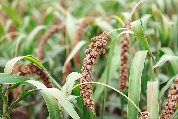 포토 JPG 주간 밭 사람없음 야외 아웃포커스 농작물 가을풍경 가을 풀 조 차조 국내포토 여주시 자연요소 식물 계절 농업 곡류 촬영기법 풍경 경기도 파일형식 가을_계절