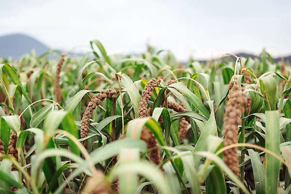 포토 JPG 주간 밭 하늘 사람없음 야외 아웃포커스 농작물 가을풍경 가을 소프트포커스 조 차조 국내포토 여주시 자연요소 계절 농업 곡류 촬영기법 풍경 경기도 파일형식 가을_계절