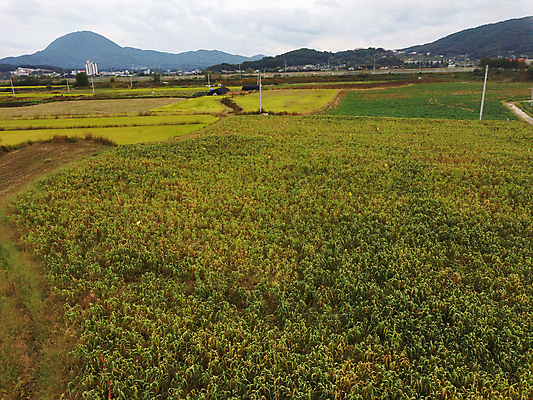 포토 JPG 주간 밭 하늘 산 사람없음 야외 농작물 가을풍경 가을 농촌 시골 항공촬영 조 차조 국내포토 여주시 자연요소 계절 뷰포인트 농업 곡류 풍경 경기도 파일형식 가을_계절
