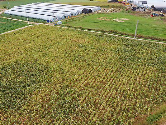 포토 JPG 주간 밭 사람없음 야외 농작물 가을풍경 가을 농촌 시골 비닐하우스 항공촬영 조 차조 국내포토 여주시 자연요소 계절 뷰포인트 농업 곡류 풍경 경기도 파일형식 가을_계절