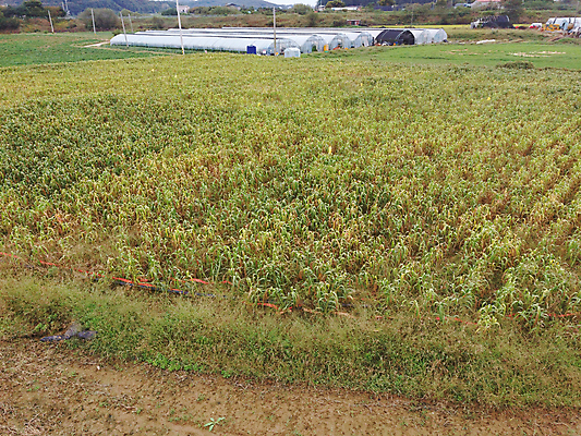 포토 JPG 주간 밭 사람없음 야외 농작물 가을풍경 가을 농촌 시골 비닐하우스 항공촬영 조 차조 국내포토 여주시 자연요소 계절 뷰포인트 농업 곡류 풍경 경기도 파일형식 가을_계절