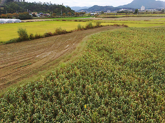 포토 JPG 주간 밭 사람없음 야외 농작물 가을풍경 가을 농촌 시골 항공촬영 조 차조 국내포토 여주시 자연요소 계절 뷰포인트 농업 곡류 풍경 경기도 파일형식 가을_계절