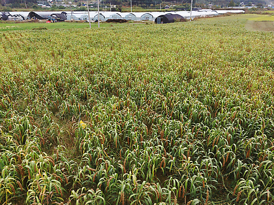 포토 JPG 주간 밭 사람없음 야외 농작물 가을풍경 가을 농촌 시골 비닐하우스 항공촬영 조 차조 국내포토 여주시 자연요소 계절 뷰포인트 농업 곡류 풍경 경기도 파일형식 가을_계절