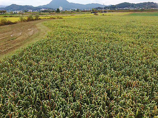 포토 JPG 주간 밭 사람없음 야외 농작물 가을풍경 가을 농촌 시골 항공촬영 조 차조 국내포토 여주시 자연요소 계절 뷰포인트 농업 곡류 풍경 경기도 파일형식 가을_계절