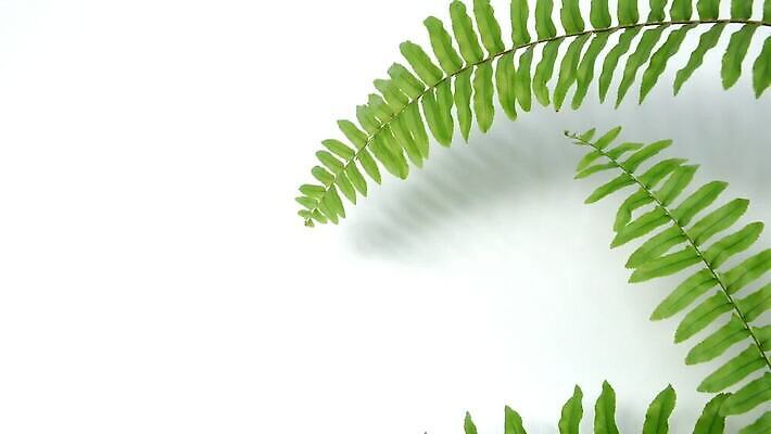 나무 식물 디자인 벽 컬러 백그라운드 잎 패턴 자연 탁자 추상 프레임 사람없음 야외 목재 초록색 여름 우주 환경 정원 봄 공백 성장 흰색 나뭇가지 신선 숲 흔들림 유기농 원예 질감 레이아웃 부드러움 내추럴 생태학 양치류 카피스페이스 비어있는 MP4 해외동영상 클립영상 웰빙 계절 교육 가구 무늬 재료 모션 취미 감각 생태계 동영상 파일형식